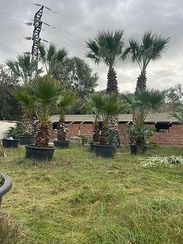 Palma ağacları – dekorativ landşaft üçün (Təcili 50 faiz aşağı