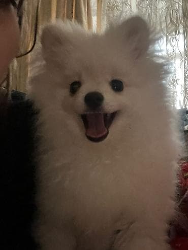 Heyvanlar üçün mallar: Şpitz — 2
