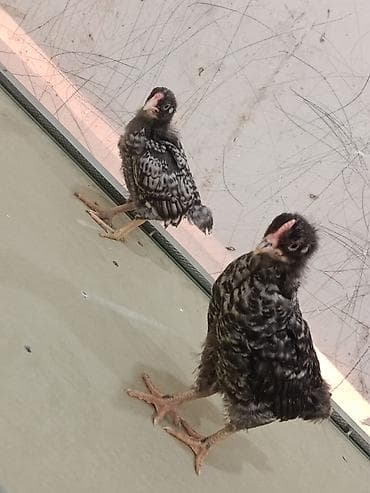 setteri it cinsi: 35 gunluynde satlax yen ayin 15 ineler vursan sora satwa cixacxa tam — 7