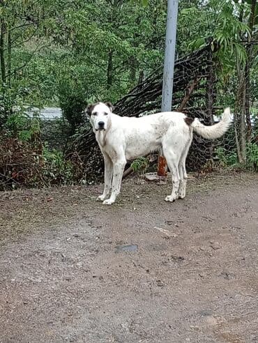 пудель карликовый цена: Хаски, 2 года, Самовывоз — 3