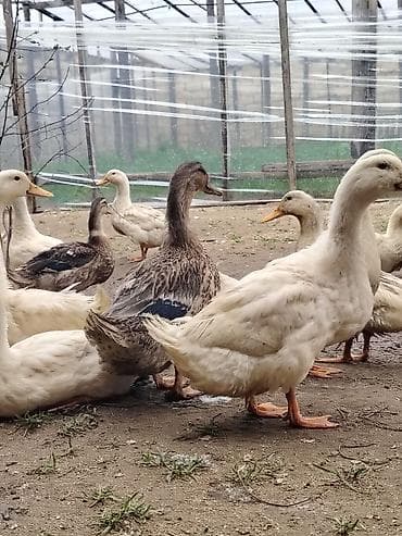 rengli cuce: Salam Həyət heyvanlarıdır 3 günlüyündən özüm saxlamışam 23 dekabr — 4