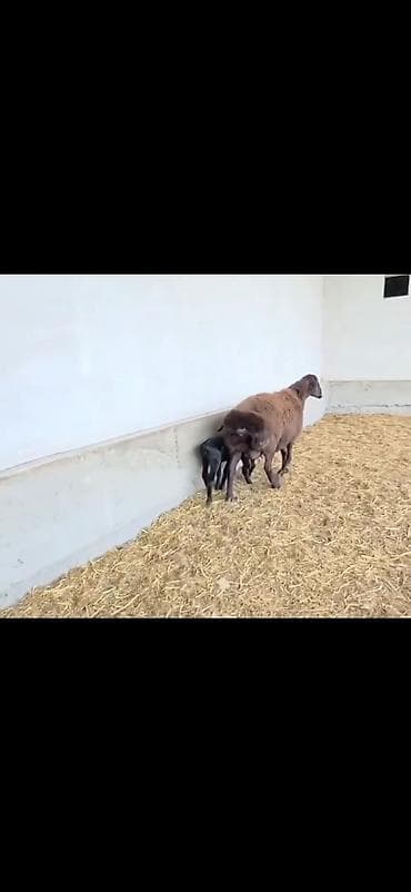 qusarda inek satilir: Qoyun və 2 quzu – ana ilə birlikdə - Cins: ehtimalən yerli — 6