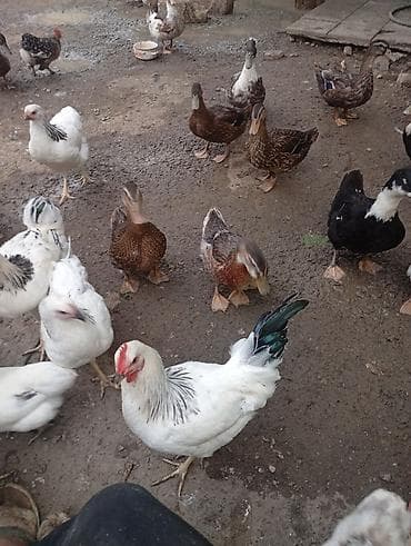 Satılir 3 ayligdilar qiymət 13 manata aşağı yeri olar kök heyvanlardi