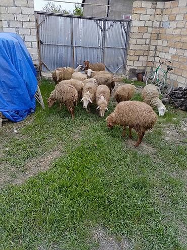 cuce ve xoruz temsili: 12 baş orta yaş qoyunlar satılır — 5