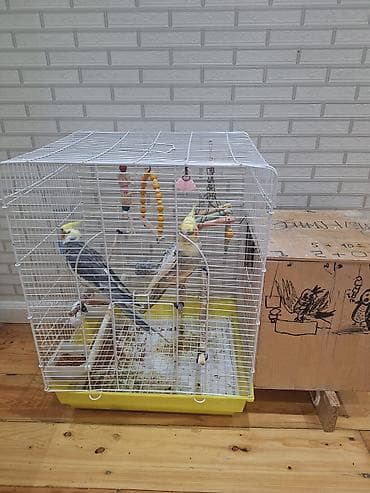 papuqay yuvalari: Korella papuqayları üçün tam dəst qəfəs - İki ədəd yem və su qabı — 1