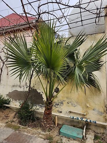 Digər bitkilər: Dekorativ palma ağacı – fan formalı yarpaqlı (yükək soyuğa davamlı — 2