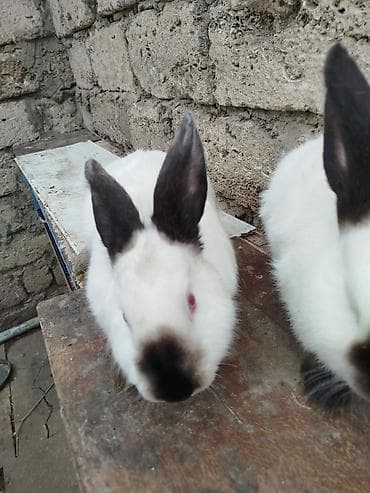 dovşan əti: Kalfor dovwanlar damazlig 🇦🇿 isdeyen olsa whatcapa yazsin — 8