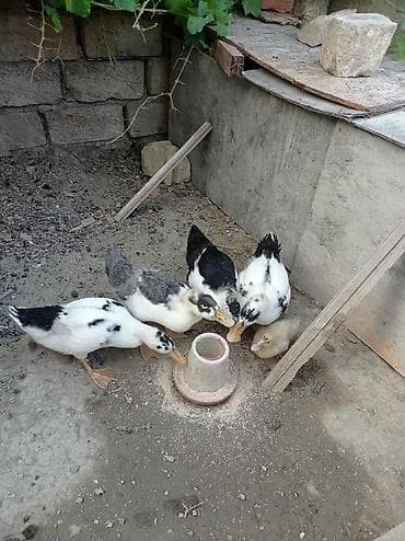qirqovul balasi satilir: Satılır: ördək balaları (mixək/misk ördəyi tipli, ağ-qara və boz rəng — 1