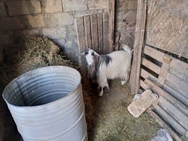 yerli cins inekler: 6 ayliq ivanofka ineyin balasi 1 yasli disi keci 1 qoca qoyun Hamisi — 3