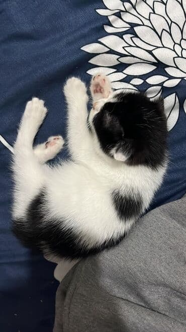 pişik ucun canta: Şotland yastı qulaq, Yaxşı əllərə — 1