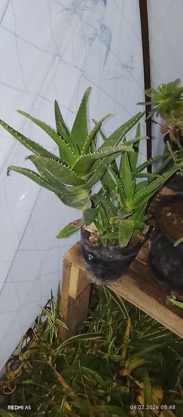 ağac tingləri: Leylandi tuya (Cupressocyparis leylandii) ağacları – qara plastik — 2