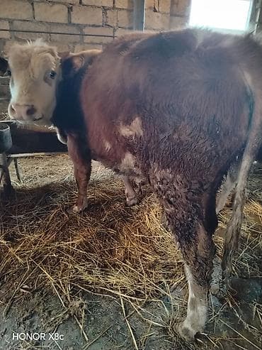 kənd təsərrüfatı heyvanları: Məhsul: Dana/buzaq heyvanları Təsvir: - Şəkillərdə müxtəlif rəngdə — 1