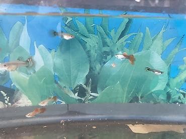 akva: Dördbucaq akvarium, Balıqlarla birlikdə, 6 l, Ünvandan götürmə — 4