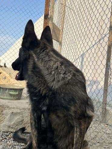 belçika afçarka: 8 ay, Erkek, Peyvəndli, Ünvandan götürmə — 5