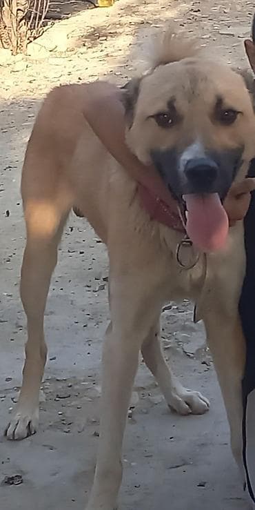 Digər heyvanlar: Kanqal, 1 il, Erkek, Peyvəndli, Ünvandan götürmə — 1