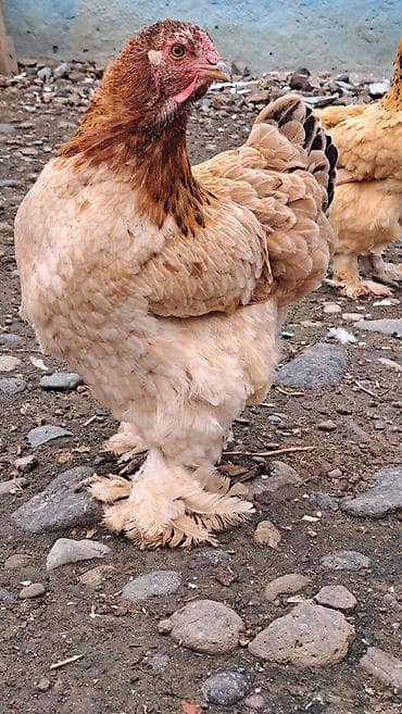 quslar type 1: Brama yumurtası təzə və mayalı 1-ədədi 1-manat 50-qəpik çatırılma olar — 5