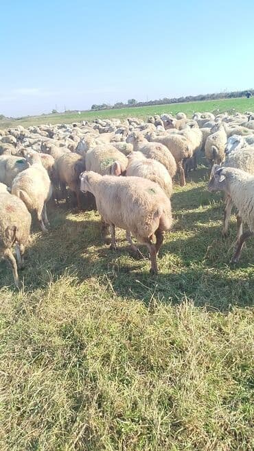 bakida cins ineklerin satisi: Dişi, il: 1, 50 kq, Damazlıq, Ünvandan götürmə — 5