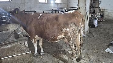 Птицы: Süd inəyi satışda. - Rəng: qırmızı-alaca - Qulaq birkası var - Sağım — 1