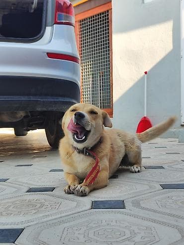 husky iti: 11 ay, Dişi, Pulsuz çatdırılma — 8
