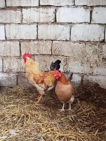 bildircin satisi tap az: Salam 1dənə kənd xoruzu və1dənə toyuqu cüt satılır ünvan maşdaxa — 3