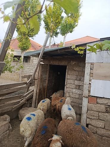 at satisi: Erkəy quzular satılır qurbanlığa yarayır — 2