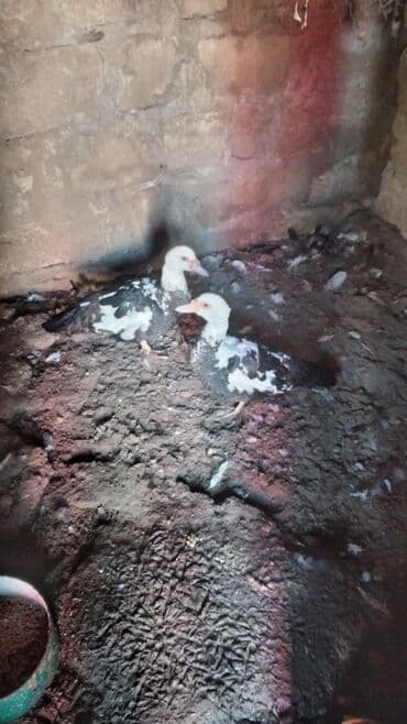 zumrud ordək: Moskoviya lala iki baş ördək görünür — 2