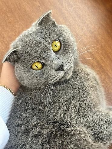 hayvan satış: Şotland yastı qulaq, Dişi, Yaxşı əllərə — 1