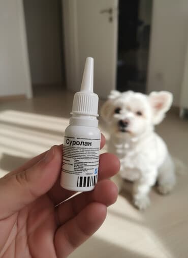 pişik geyimi: Məhsul: Surolan – heyvanlar üçün qulaq damcısı Təsviri: - İt və — 2