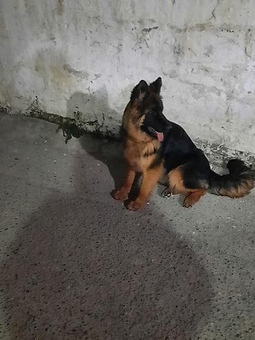 Alman çoban iti, 6 ay, Dişi, Sənədli, Ünvandan götürmə