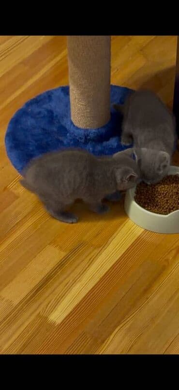 pişik satışı ucuz: Britan, Yaxşı əllərə — 3