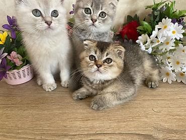 heyvan: Şinşilla, Erkək, Dişi, Ünvandan götürmə — 2
