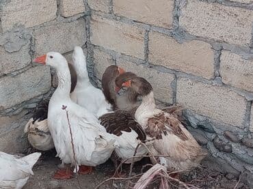 Xoruzlar: Qaz sürüsü – kənd təsərrüfatı üçün - Növ: ev qazı (ağ və boz rəngli — 3