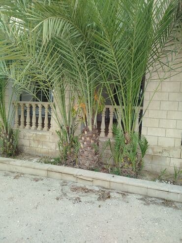 zoğal ağacı: Xurma (xurma xurması) palmaları – dekorativ və meyvə verən ağaclar - — 1