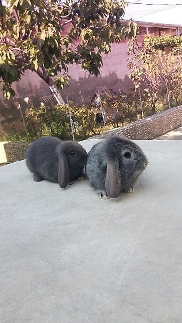 Təmiz qan mini lop-20man,sadə dik qulağ-10 man.Rənqlər-açiq