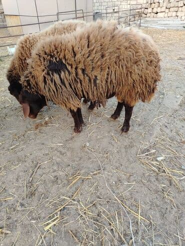 qoyun yanıbala: Qoyunlar – yerli ətlik/yunlu tip - Rəng: tünd qəhvəyi baş–ayaqlar — 3