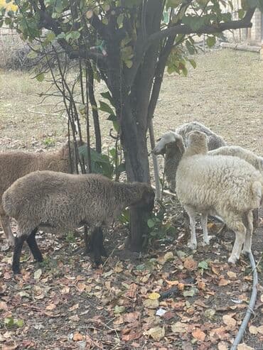 heyvanlara verilen adlar: Dişi quzular satılır super kök sağlam heyvanlardı 5 denedi bir ana — 7