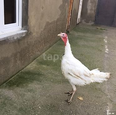 Hinduşka: Sağlam heyvanlar — 3