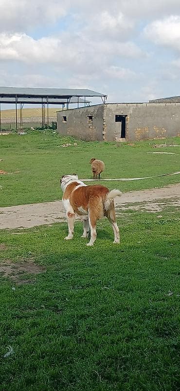 alabay itleri haqqinda melumat: Alabay, 3 il, Dişi, Peyvəndli — 6