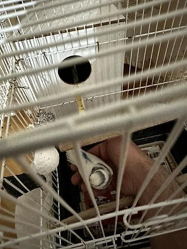 quş yuvası: 7/24 yaza bilersiniz başqa boyuk Qefesle beraber verilir 1 cüt de — 2