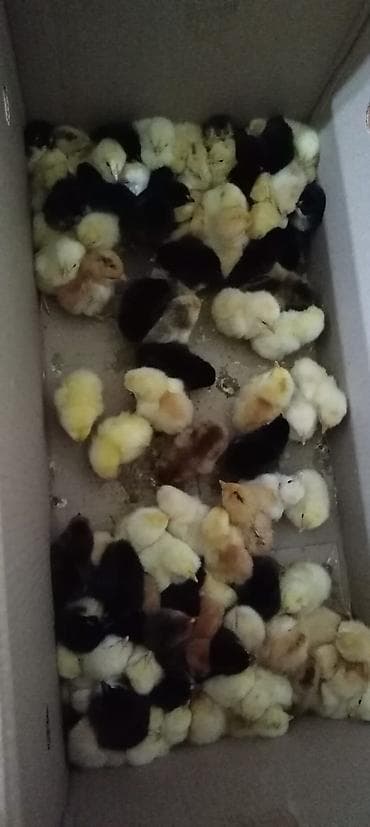 dövsan: Toyuq cücələri, Ətlik — 1