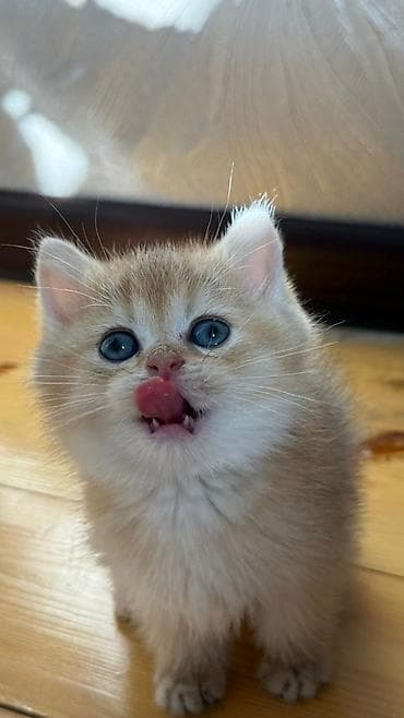 Собаки: Золотая шиншилла, Самец, Самка, В добрые руки, Самовывоз, Бесплатная доставка, Платная доставка — 2