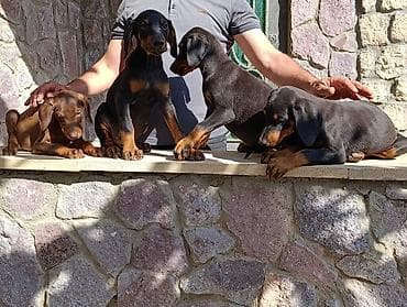 Doberman, Peyvəndli — 3
