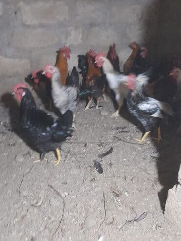 heratı xoruz: 28 ədəd rəngli xoruz satılır saglamdırlar — 7