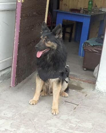 çoban iti satılır: Alman çoban iti, 1 il, Erkek, Peyvəndli, Ünvandan götürmə — 2