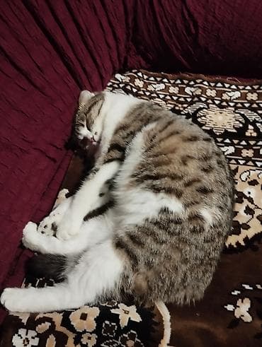 inək sortları: Şotland yastı qulaq, Dişi, Yaxşı əllərə, Ünvandan götürmə — 3