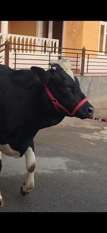 tap.az qaz: 8.10 güne dogacaq birinci qarina dogacaq bu cavan heyandi — 5