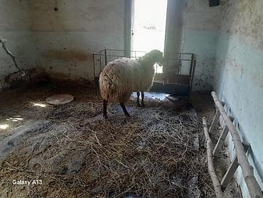 qoyun quba: Qoyun – yerli cins, ət və yun istiqamətli - Növ: erkey qoc - Cins — 1