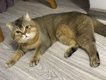 İtlər: Britan, Cütləşmə üçün — 2