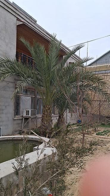 yasemen agaci: Xurma (xurma xurması) palm ağacı biri 8 illik 4-5 metr 400 manat biri — 1