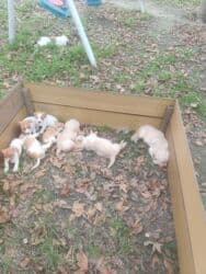 джек рассел терьер бишкек: Cek rassel teryer, 1 ay, Erkek, Ödənişli çatdırılma — 4